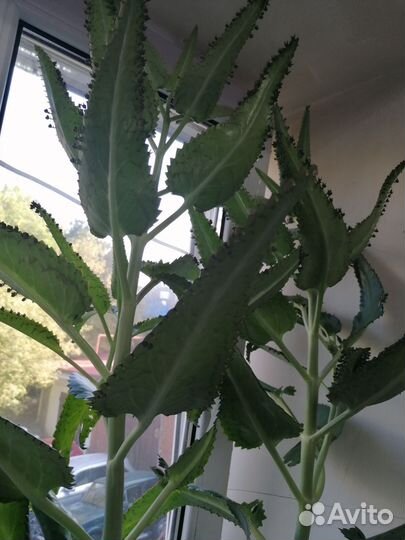 Каланхоэ лечебное 1м15см