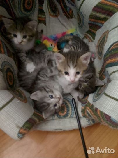 Домашние котята