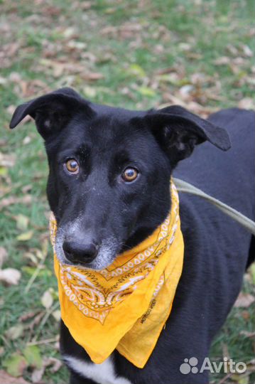 Багира ищет дом