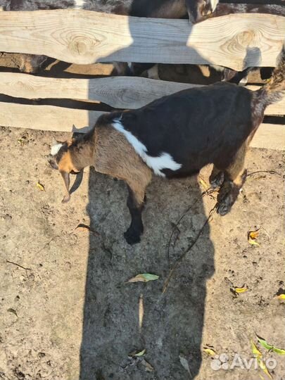 Англо-нубийский козлики