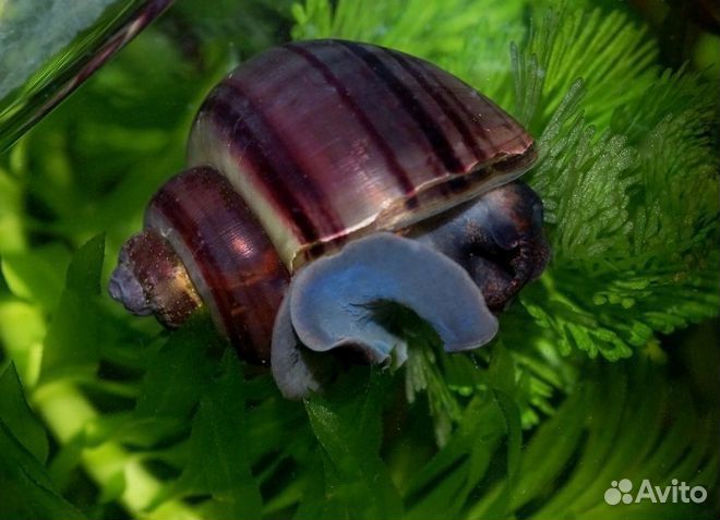 Скалярия бриллиантовая