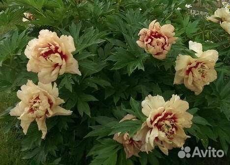 Пион Кэллис Мемори