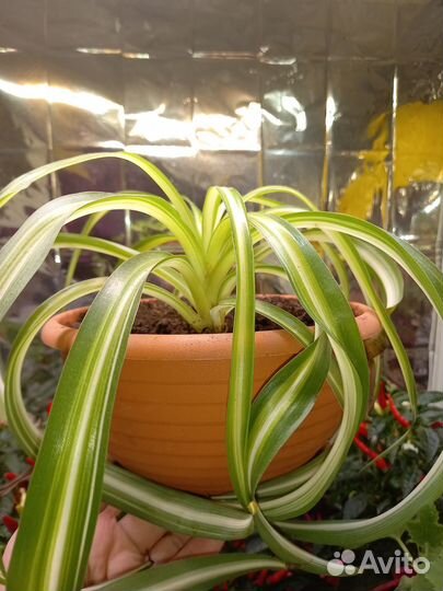 Хлорофитум кудрявый