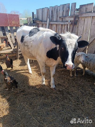 Телята телочки