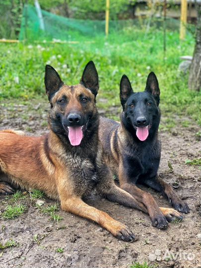 Кинолог фигурант