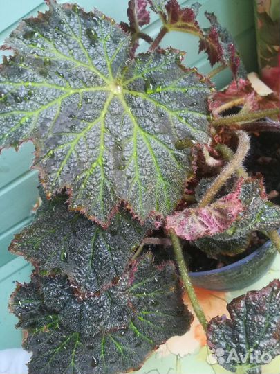 Бегония Palomar Prince и зеркальная