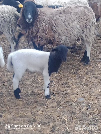 Дорпер на племя