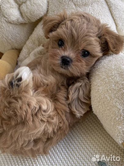 Мальтипу ф1 мини карамель