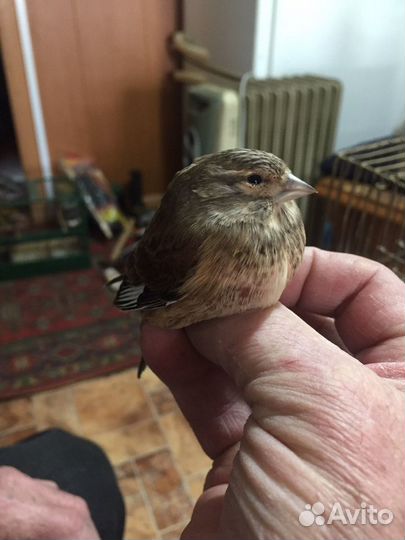 Певчие птицы