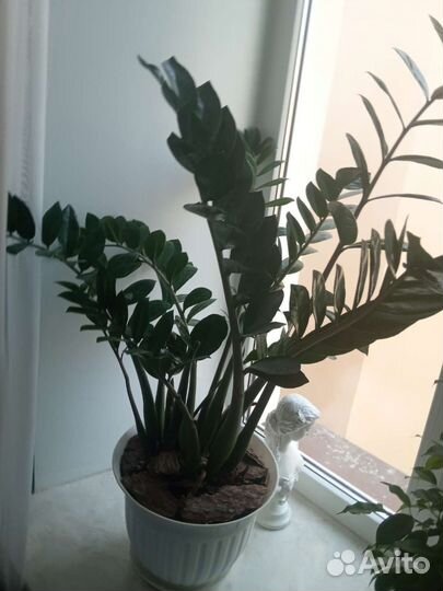 Замиокулькас