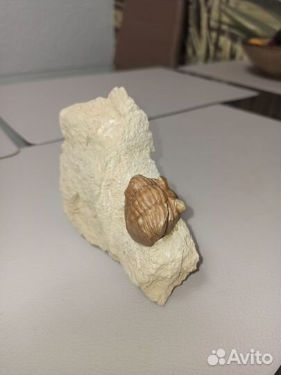 Трилобит Asaphus plautini