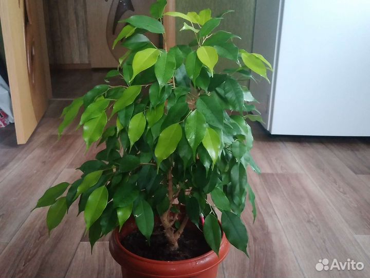 Фикус бенджамина большой