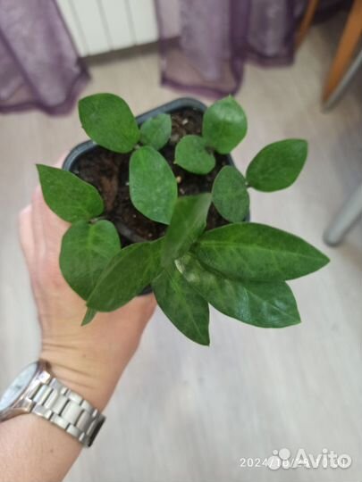 Замиокулькас