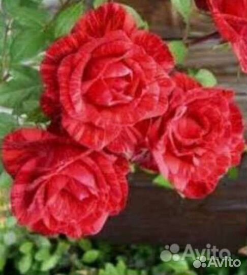 Саженцы тигровой розы