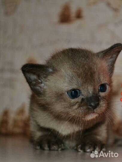 Европейская бурма