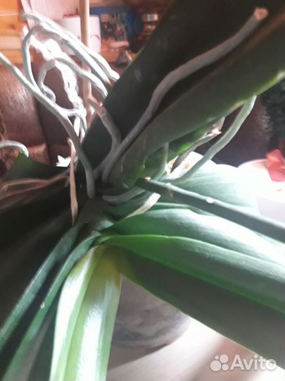 Орхидея фаленопсис