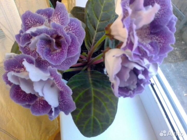 Цветы глоксинии