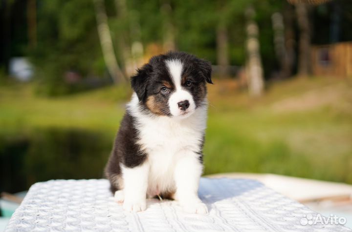 Австралийская овчарка (аусси) щенки