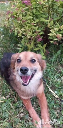 Собака-улыбака в добрые руки