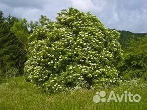 Бузина черная