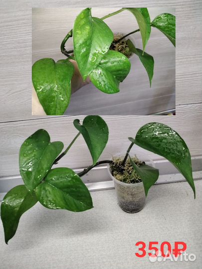 Сциндапсус/эпипремнум