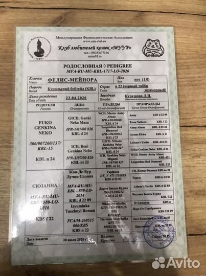 Котик ищет невесту