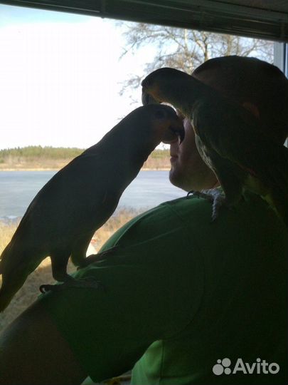 Передержка,приручаем к рукам попугаев, консультаци