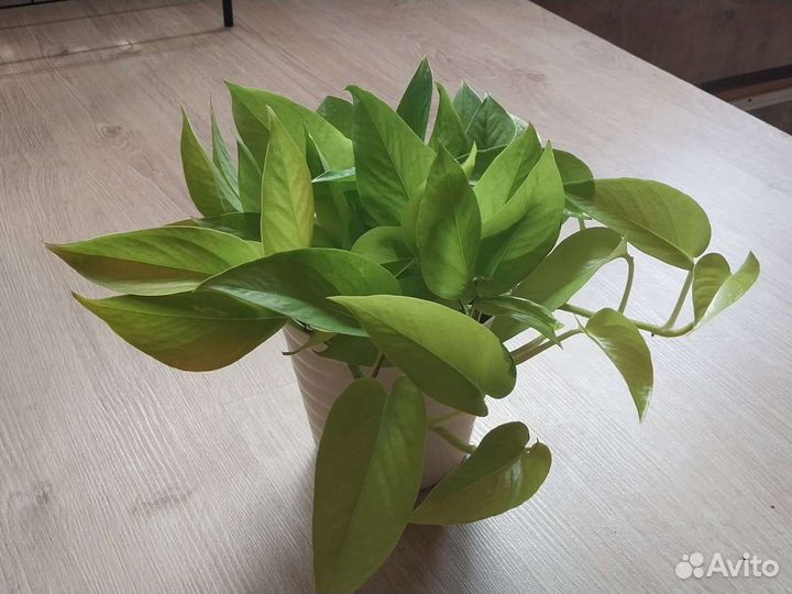 Эпипремнум 'Неон'