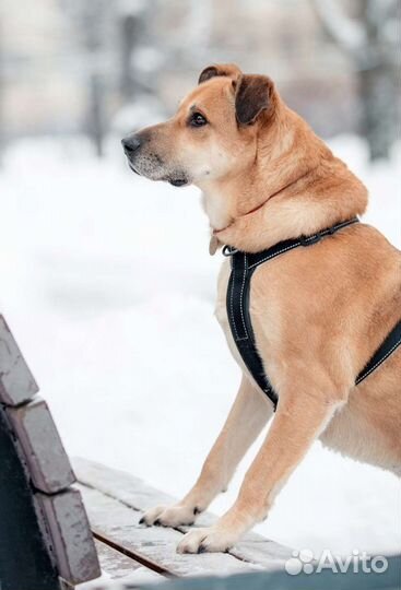 Добрый пёс ждёт в приюте