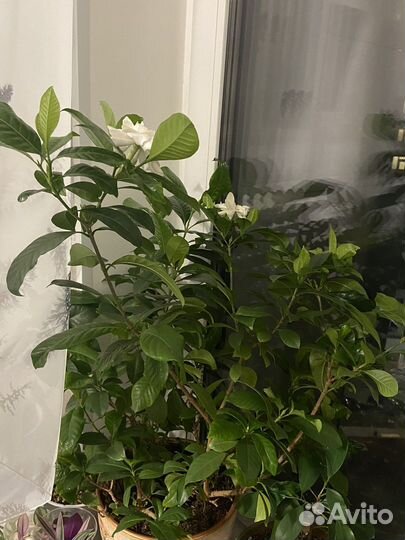 Гардения жасминовидная