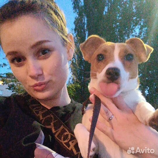 Джек Рассел терьер