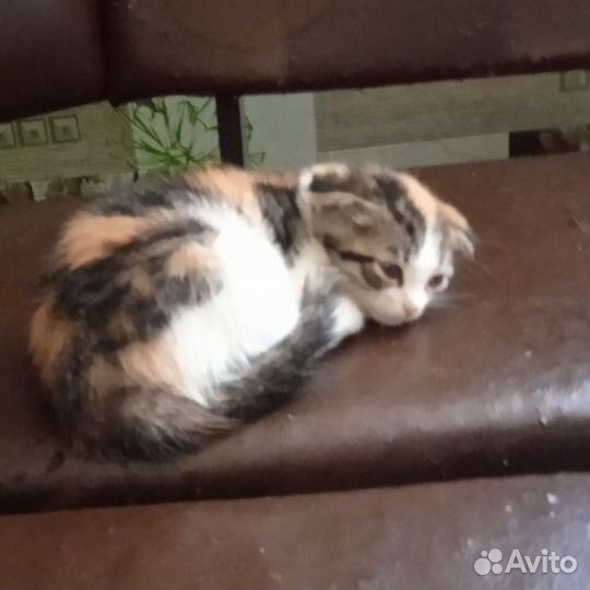 Котята