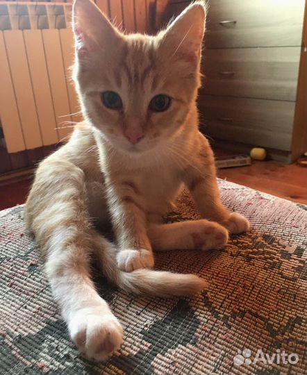 Рыжий котенок мальчик. Ласковый. 2 месяца