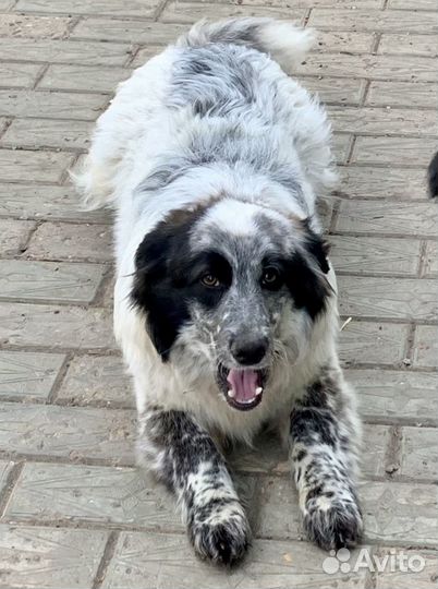 Спаниэль метис