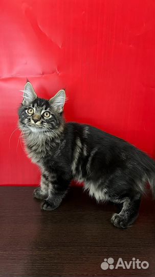 Мейн-кун котёнок