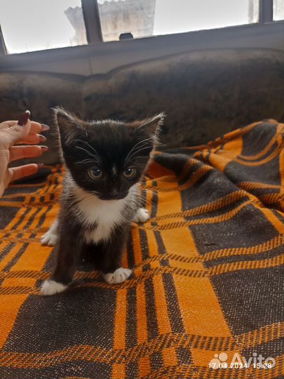 Кошки в добрые руки бесплатно