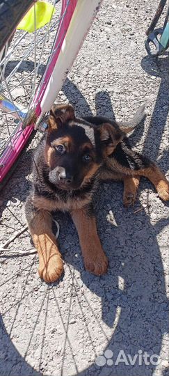 Щенки немецкой овчарки