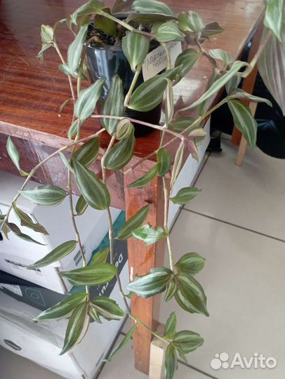 Комнатные цветы