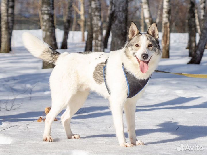 Молодой пёс из приюта в поисках дома