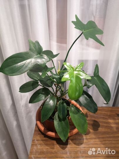 Сингониум, филодендроны и др