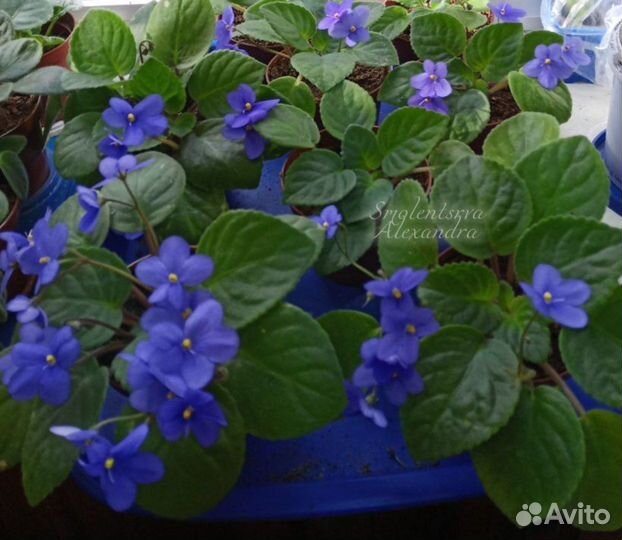 Сортовые фиалки цветущие