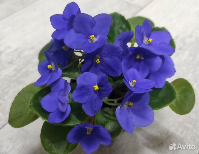 Цветущие фиалки