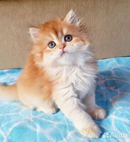 Пушистый британский котик