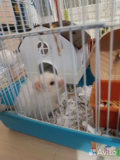 Сирийский хомяк