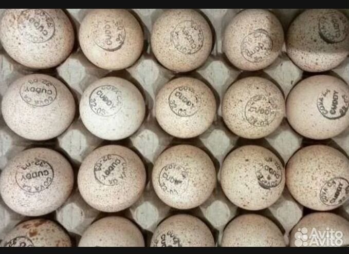 Инкубационное яйцо, Индюшата, цыплята