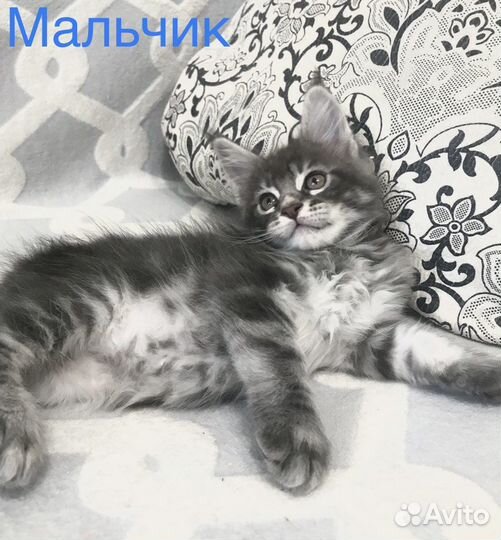 Котята породы Мейн-кун