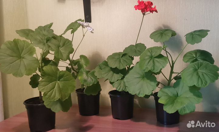 Герань пеларгония белая и красная