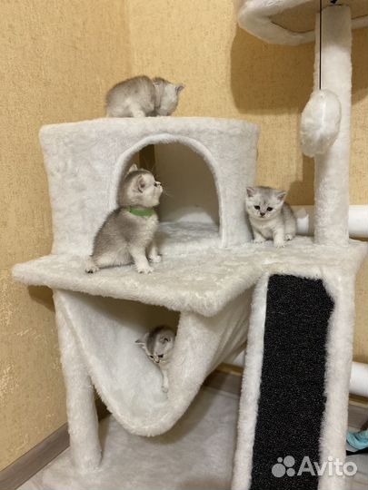 Серебристая тикированная шиншилла