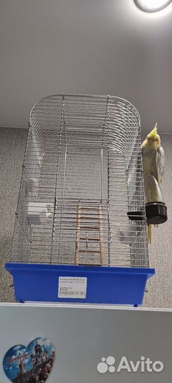 Попугай Корелла девочка с клеткой