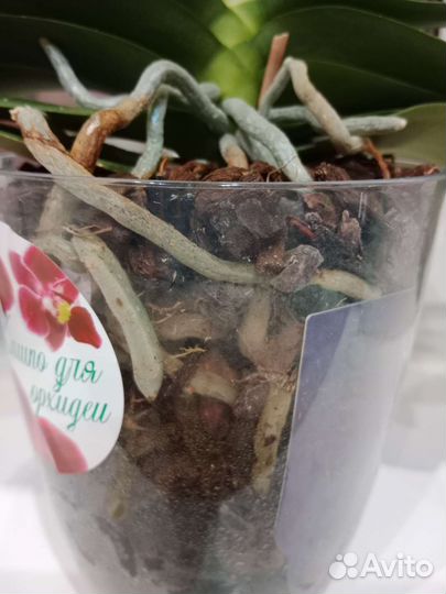 Орхидея фаленопсис Bucharest